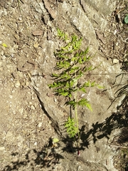 Libanotis pyrenaica