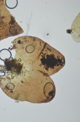 Marsupella emarginata