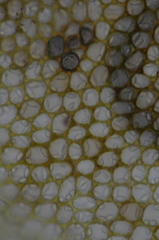 Marsupella emarginata