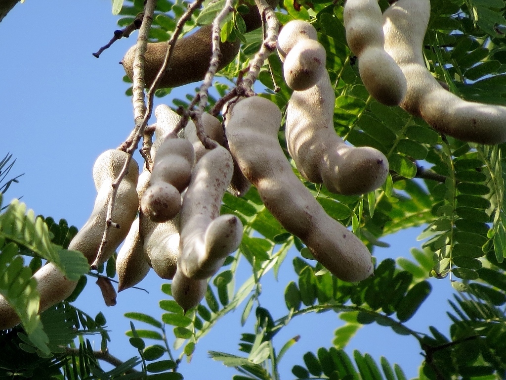 Tamarind