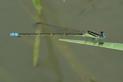 Pseudagrion spencei