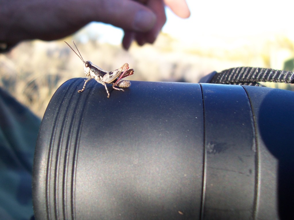 Black-striped Desert Grasshopper