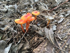 Hygrocybe subminiata