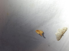 Tortricidia testacea