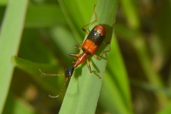 Ophionea indica