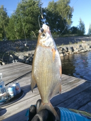 Blicca bjoerkna