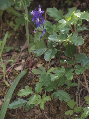 Delphinium decorum decorum