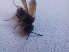 Tenthredo bifasciata