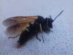 Tenthredo bifasciata