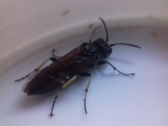 Tenthredo bifasciata