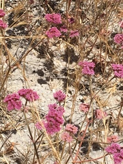 Chorizanthe douglasii