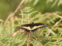 Papilio polyxenes americus