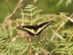 Papilio polyxenes americus