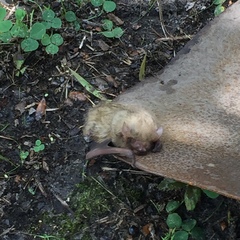 Lasiurus intermedius