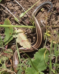 Plestiodon skiltonianus skiltonianus