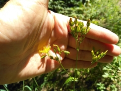 Hypericum montanum