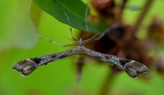 Platyptilia