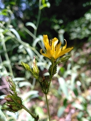 Hypericum montanum