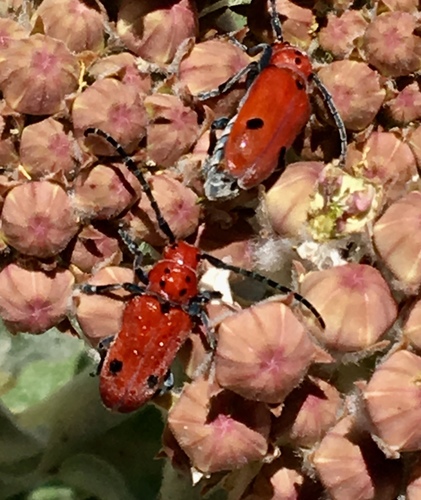 iNaturalist observation photo of Tetraopes basalis