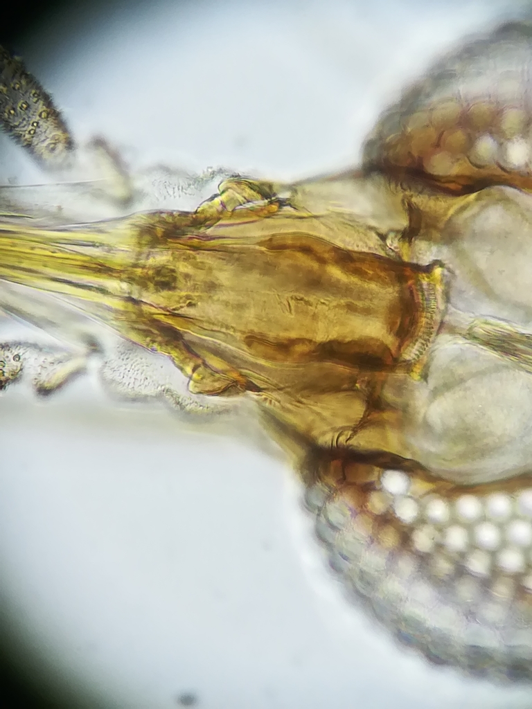 Lutzomyia cayennensis
