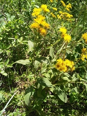 Inula