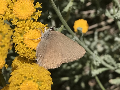 iNaturalist observation photo of Hedgerow Hairstreak