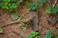 Sitana ponticeriana