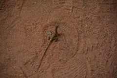 Sitana ponticeriana