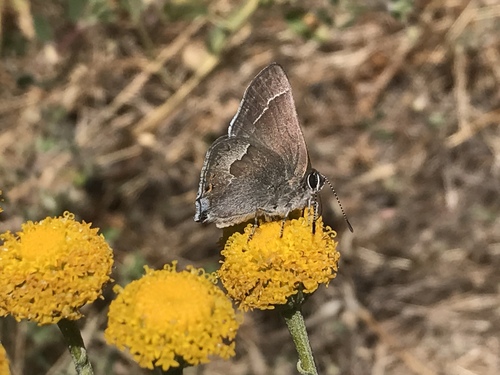 iNaturalist observation photo of Mountain Mahogany Hairstreak