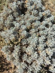Astragalus arnacantha