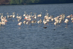 Phoenicopterus roseus
