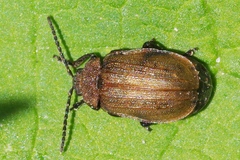 Galeruca pomonae