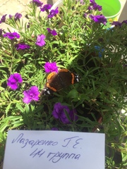 Vanessa atalanta
