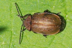 Galeruca pomonae