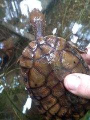 Hydromedusa maximiliani