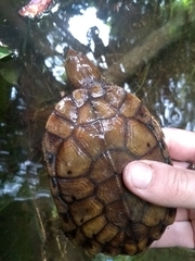 Hydromedusa maximiliani