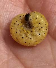 Cimbicidae