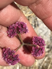 Chorizanthe douglasii