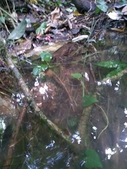 Hydromedusa maximiliani