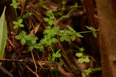 Galium uncinulatum