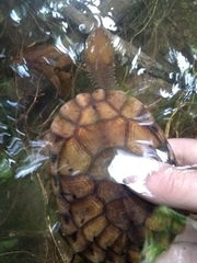 Hydromedusa maximiliani