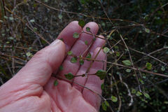 Teucrium parvifolium