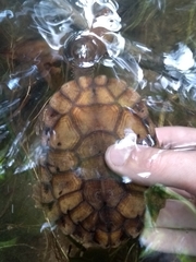 Hydromedusa maximiliani