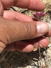 Chorizanthe douglasii