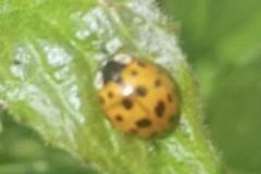 Harmonia axyridis