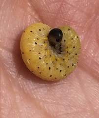 Cimbicidae