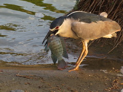 Nycticorax nycticorax