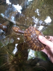 Hydromedusa maximiliani