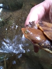 Hydromedusa maximiliani