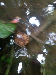 Hydromedusa maximiliani